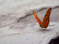 Intrinsic-Marketing-Visibility